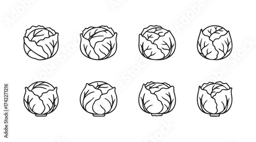 Hand drawn cabbage collection diverse angles simple sketch art botanical organic food ingredient vector