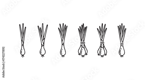 Collection of hand drawn scallions green onions spring onions sketch style food ingredient vector