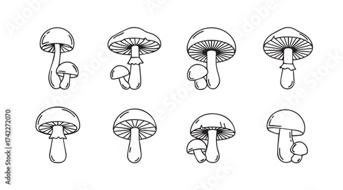 Hand drawn sketch mushroom collection delicate botanical art for nature designs vector