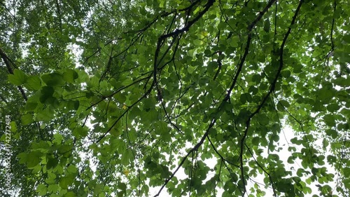 Scenery under the tree. Green leaves swaying in the wind
