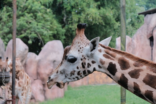 Photography portrait of a giraffe