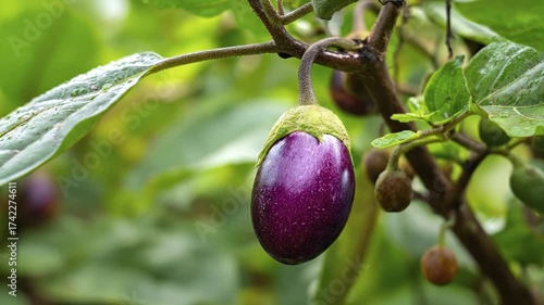 A vibrant, deep purple eggplant hangs gracefully from its lush green plant, beautifully adorned with glistening water droplets after a refreshing rain. The rich texture of the vegetable's skin and the