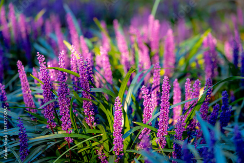 Selective focus of blue Lily turf flower in the garden, Liriope muscari is a species of flowering plant from East Asia, Herbaceous perennial has grass-like evergreen foliage, Nature floral background.