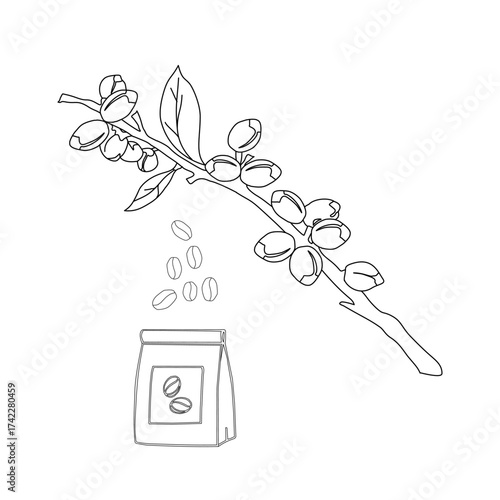 Branch with leaves. vector illustration of coffee branch. Coffee plant branch with leaf. Hand drawn Coffee tree vector. Coffee beans and leaves. Branch of a plant.