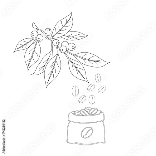 Branch with leaves. vector illustration of coffee branch. Coffee plant branch with leaf. Hand drawn Coffee tree vector. Coffee beans and leaves. Branch of a plant.