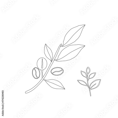Branch with leaves. vector illustration of coffee branch. Coffee plant branch with leaf. Hand drawn Coffee tree vector. Coffee beans and leaves. Branch of a plant.