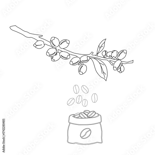 Branch with leaves. vector illustration of coffee branch. Coffee plant branch with leaf. Hand drawn Coffee tree vector. Coffee beans and leaves. Branch of a plant.