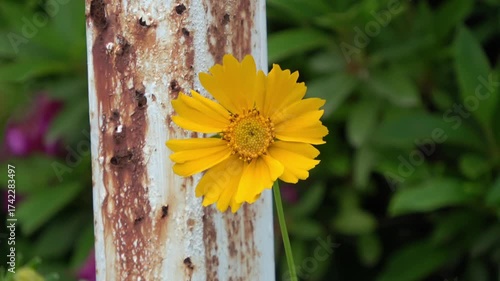 butterfly on a flower