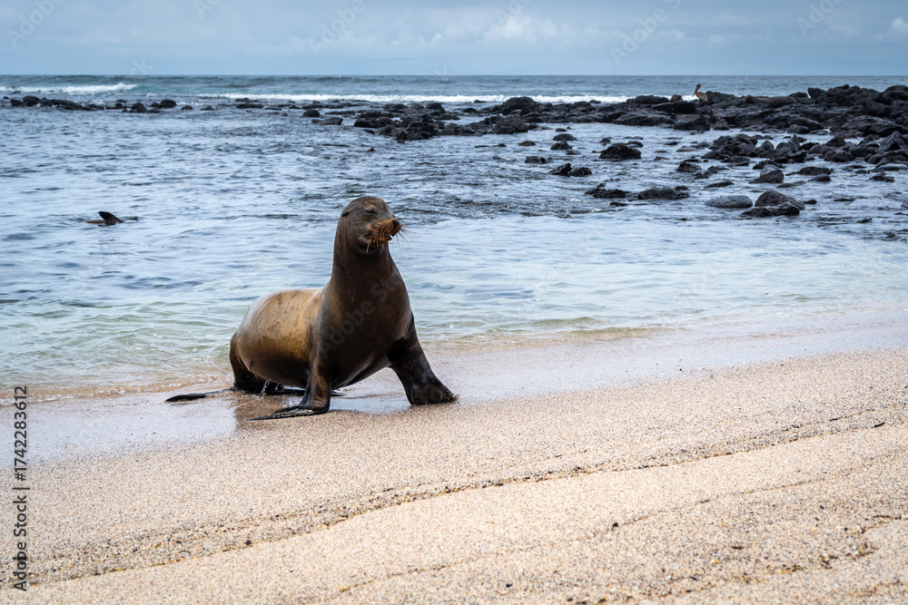 Obraz premium Sea Lion Posing on Playa Loberia Beach