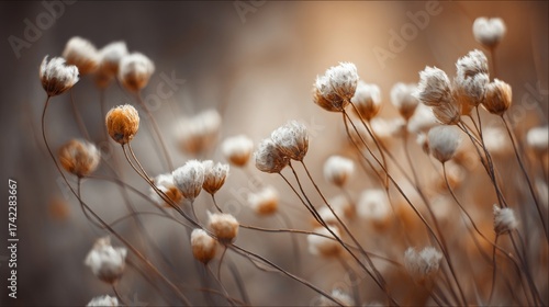 Beautiful meadow flowers, a fresh morning suffused in soft, warm light. A vintage autumn scene with an indistinct natural background. Defocused nature.
