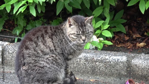 野良猫