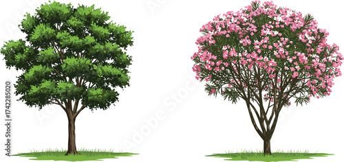 Green tree and pink flowering tree, garden landscape plants, nature illustration, botanical vegetation, CAD drawing flat vector illustration