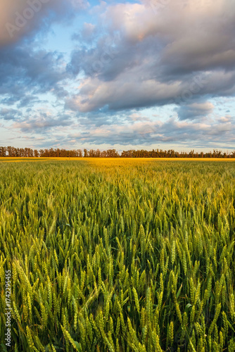 Agricultural wheat field and clouds in the sky. Picturesque landscape of rural nature on a summer day. Green ears of wheat