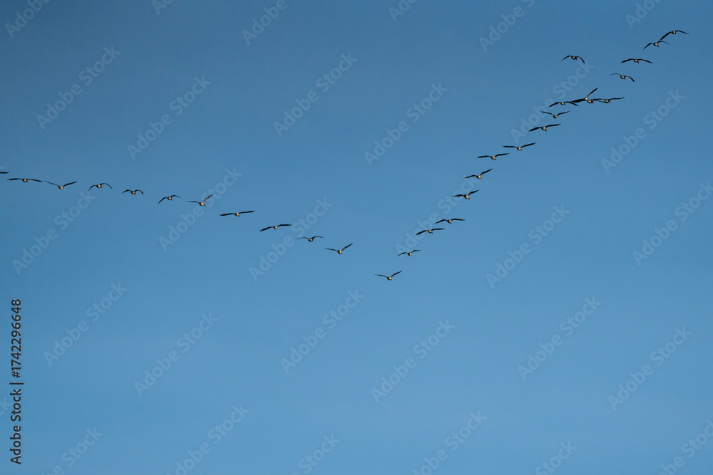 Obraz premium Geese in Flight