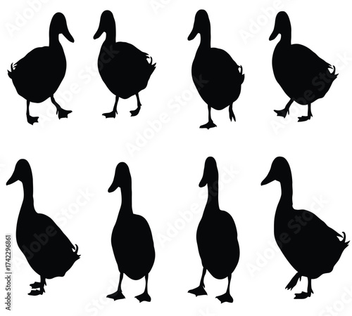 Silhouette of ducks isolated on white background, showcasing various poses and angles of these waterfowl, creating a visually interesting composition