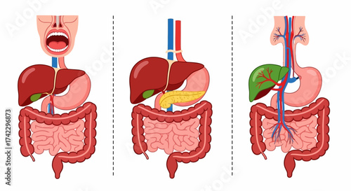 Three digestive system illustrations open mouth stomach intestines liver pancreas and gallbladder separated by dotted lines
