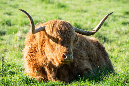 Highland Cow