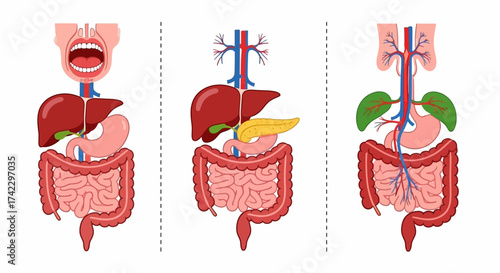 Three digestive system illustrations open mouth stomach intestines liver pancreas and gallbladder separated by dotted lines