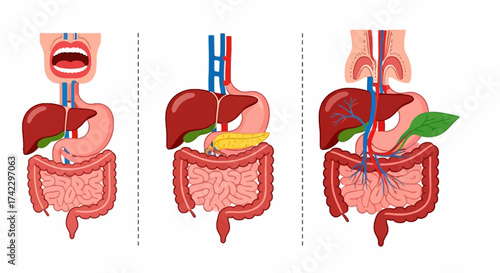 Three digestive system illustrations open mouth stomach intestines liver pancreas and gallbladder separated by dotted lines