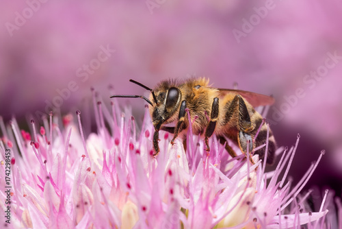 Close-up of bee on pink flow