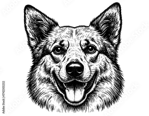 vector illustration of a dog