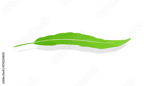 Natural willow leaf with shadow vector
