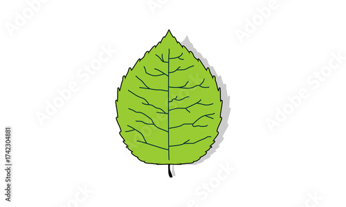 Willow leaf with shadow vector