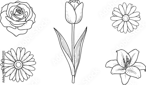 Classic flowers outline set. Rose tulip daisy and lily vector in elegant black line style.
