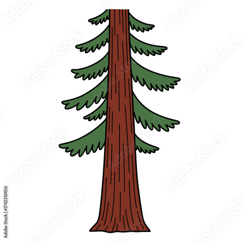 Branching pine tree with green needles and brown trunk