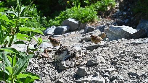 山道に天然記念物の野鳥、雷鳥の親子が歩いている珍しい景色