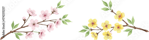 Beautiful cherry blossom and apricot flower branches, spring floral design illustration, blooming pink and yellow flowers with green leaves, nature art