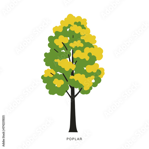 Poplar tree with green and yellow foliage on white background