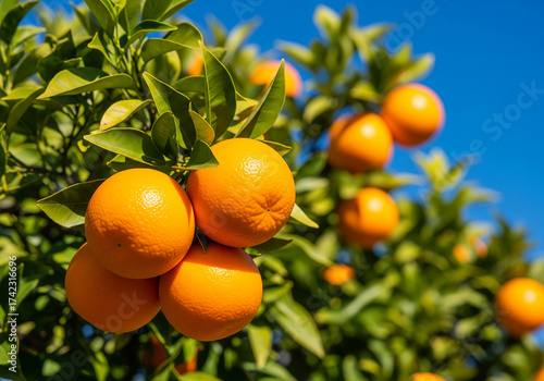Group of ripe oranges hanging on tree branches against blue sky in tropical citrus farm