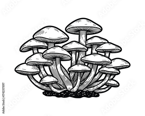 Mushroom cluster engraving style illustration