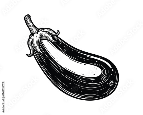 Eggplant vegetable engraving style illustration