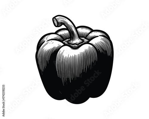 Bell pepper engraving style illustration