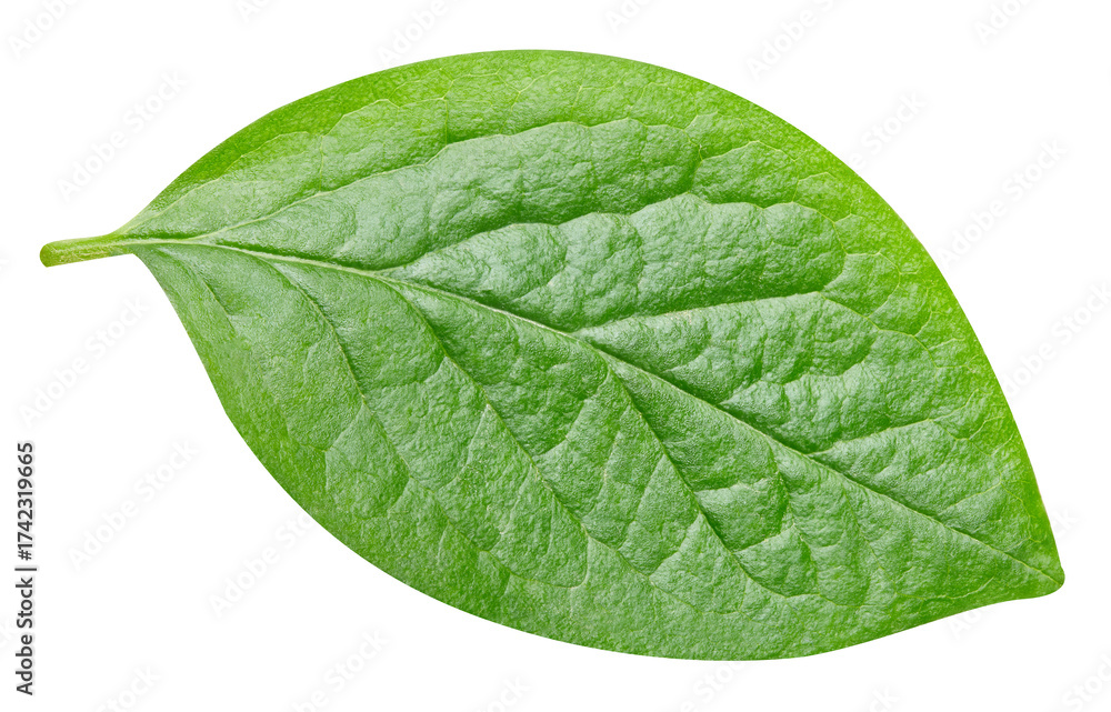 Fototapeta premium leaf isolated on white background