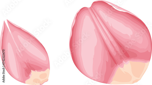 Fresh garlic cloves illustration, realistic garlic vector, organic food ingredient artwork, natural spice design, healthy cooking vegetable graphic
