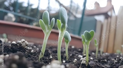 Close-up of green sprouts emerging from dark soil in early spring garden