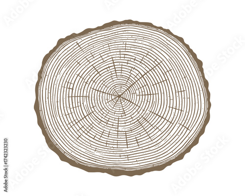 Tree rings wood texture