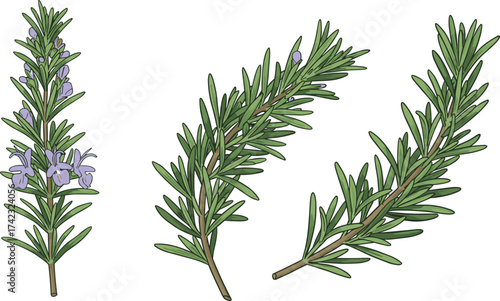 Fresh rosemary herb illustration, aromatic green sprigs with leaves and flowers, culinary spice plant drawing for cooking, natural organic seasoning