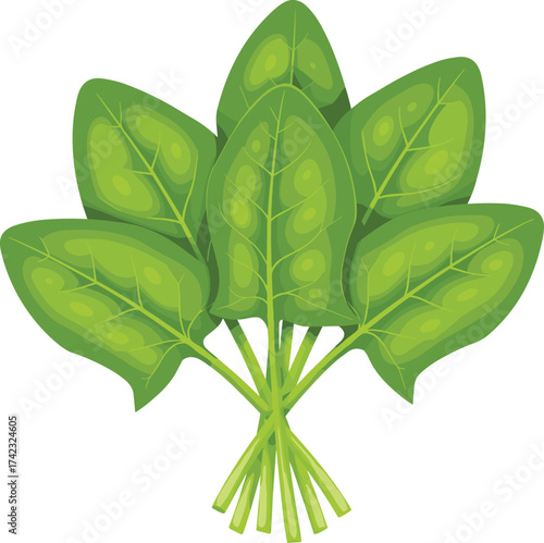 Fresh spinach leaves, organic green vegetable bundle, healthy diet ingredient, nutritious leafy greens illustration, natural food concept, vegetarian meal design