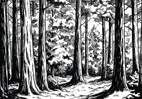 Forest trees landscape black and white