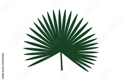 Palm leaf on white background
