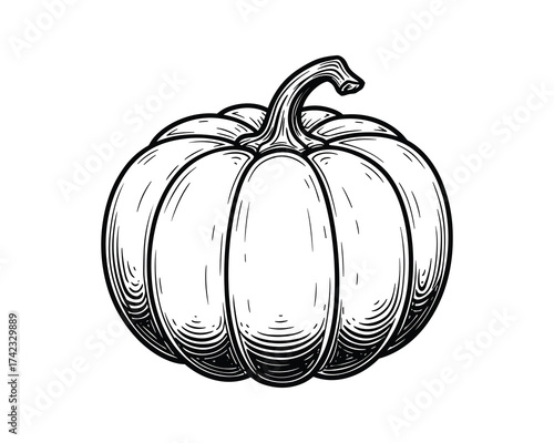 Pumpkin vegetable hand drawn sketch