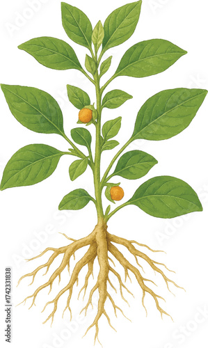 Ashwagandha root with leaves isolated on white background