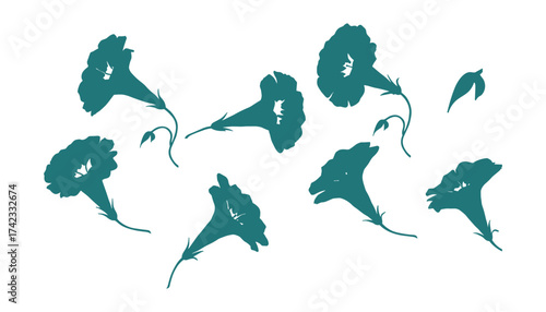 Morning glory flowers illustration