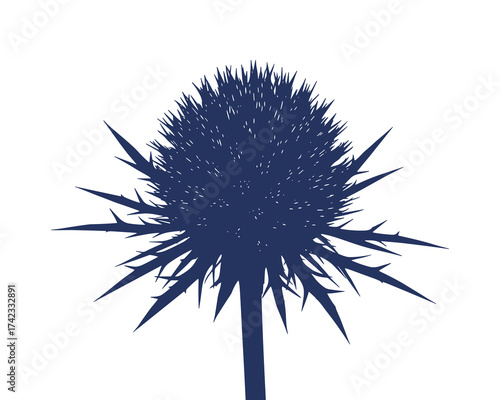 Thistle flower silhouette on white background