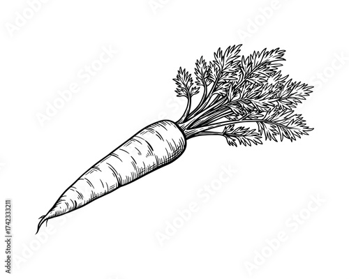 Carrot hand drawn illustration