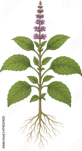 Holy basil tulsi with purple flowers